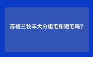 苏格兰牧羊犬分粗毛和短毛吗？