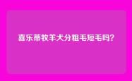 喜乐蒂牧羊犬分粗毛短毛吗？