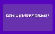 马耳他犬有长短毛不同品种吗？