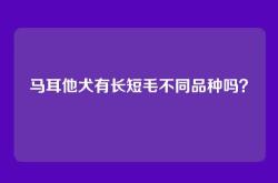 马耳他犬有长短毛不同品种吗？