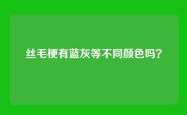 丝毛梗有蓝灰等不同颜色吗？