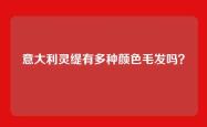 意大利灵缇有多种颜色毛发吗？