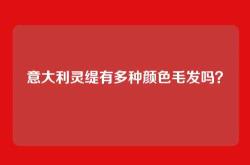 意大利灵缇有多种颜色毛发吗？