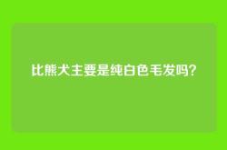 比熊犬主要是纯白色毛发吗？