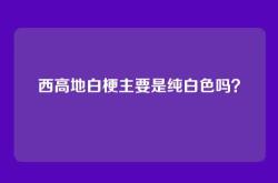 西高地白梗主要是纯白色吗？