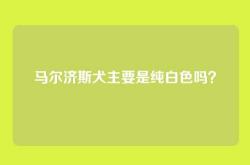 马尔济斯犬主要是纯白色吗？