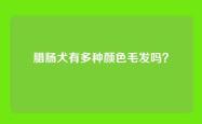 腊肠犬有多种颜色毛发吗？