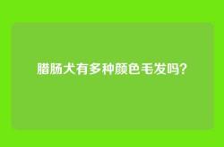 腊肠犬有多种颜色毛发吗？