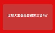 比格犬主要是白褐黑三色吗？