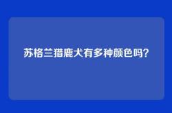 苏格兰猎鹿犬有多种颜色吗？