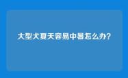 大型犬夏天容易中暑怎么办？