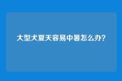 大型犬夏天容易中暑怎么办？