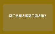 荷兰毛狮犬是荷兰国犬吗？