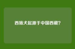 西施犬起源于中国西藏？