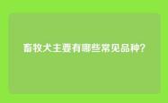 畜牧犬主要有哪些常见品种？