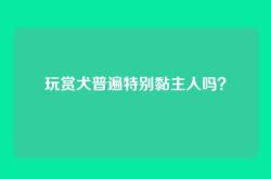 玩赏犬普遍特别黏主人吗？