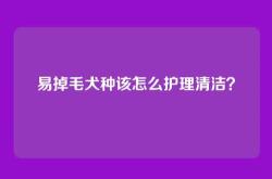 易掉毛犬种该怎么护理清洁？