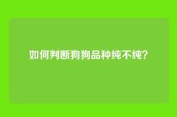 如何判断狗狗品种纯不纯？