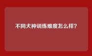 不同犬种训练难度怎么样？