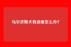 马尔济斯犬有泪痕怎么办？