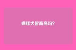 蝴蝶犬智商高吗？