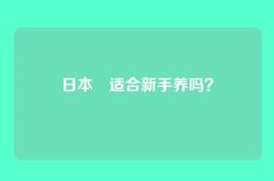 日本狆适合新手养吗？