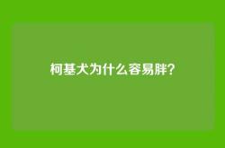 柯基犬为什么容易胖？