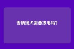 雪纳瑞犬需要拔毛吗？