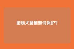 腊肠犬腰椎如何保护？