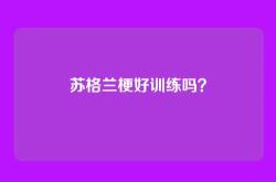 苏格兰梗好训练吗？