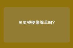 贝灵顿梗像绵羊吗？