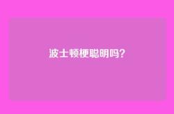 波士顿梗聪明吗？