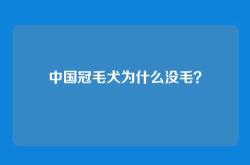 中国冠毛犬为什么没毛？