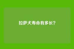 拉萨犬寿命有多长？