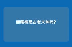 西藏梗是古老犬种吗？