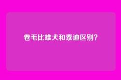卷毛比雄犬和泰迪区别？