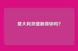 意大利灵缇跑得快吗？