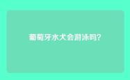 葡萄牙水犬会游泳吗？