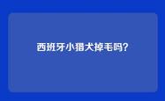 西班牙小猎犬掉毛吗？