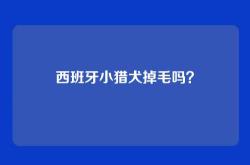 西班牙小猎犬掉毛吗？