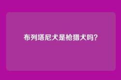 布列塔尼犬是枪猎犬吗？