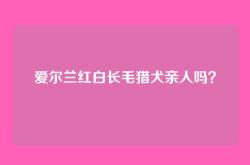 爱尔兰红白长毛猎犬亲人吗？