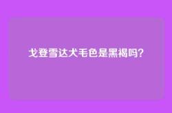 戈登雪达犬毛色是黑褐吗？