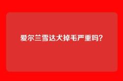 爱尔兰雪达犬掉毛严重吗？