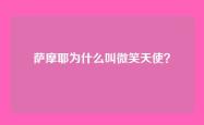 萨摩耶为什么叫微笑天使？