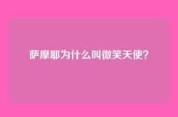 萨摩耶为什么叫微笑天使？