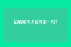 边境牧羊犬智商第一吗？