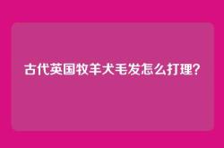 古代英国牧羊犬毛发怎么打理？