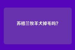 苏格兰牧羊犬掉毛吗？