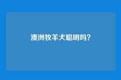 澳洲牧羊犬聪明吗？